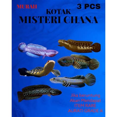 Jual Misteri Box Ikan Chana Beli Box Dapat Ikan Jackpout Auranty