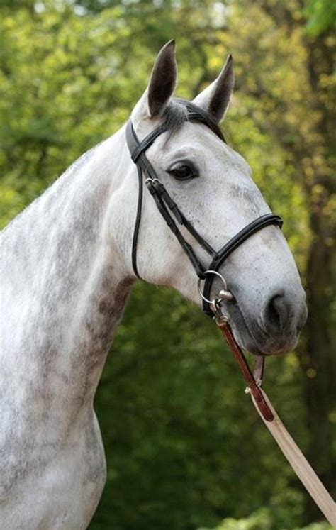 31 best ideas about horse breeds - Kladruber on Pinterest | Baroque, Pastor and Horse magazine