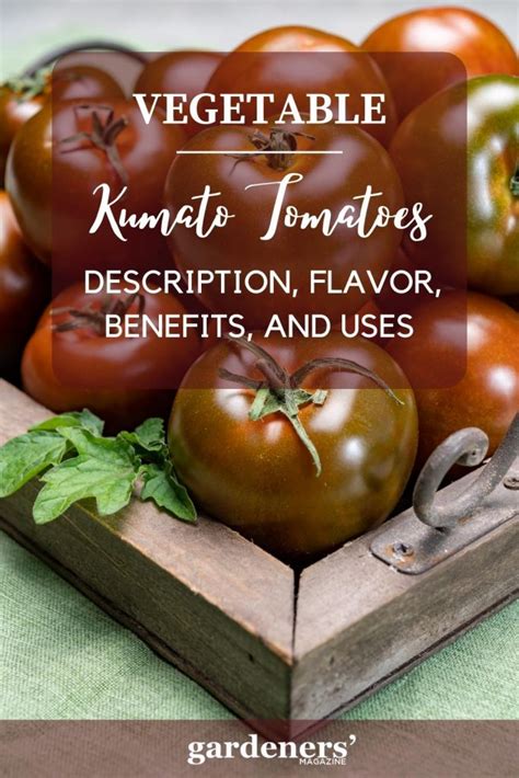 Kumato Heirloom Tomatoes Description Flavor Benefits And Uses