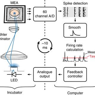 Schematic Of Closed Loop Optical Stimulation System Spiking Activity