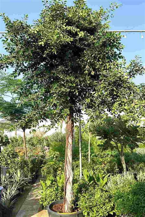 Buy Ficus Benjamina Green Tree Plantshop Me Uae