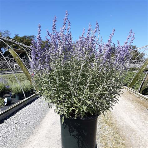 Blue Jean Baby Russian Sage Grown By Overdevest