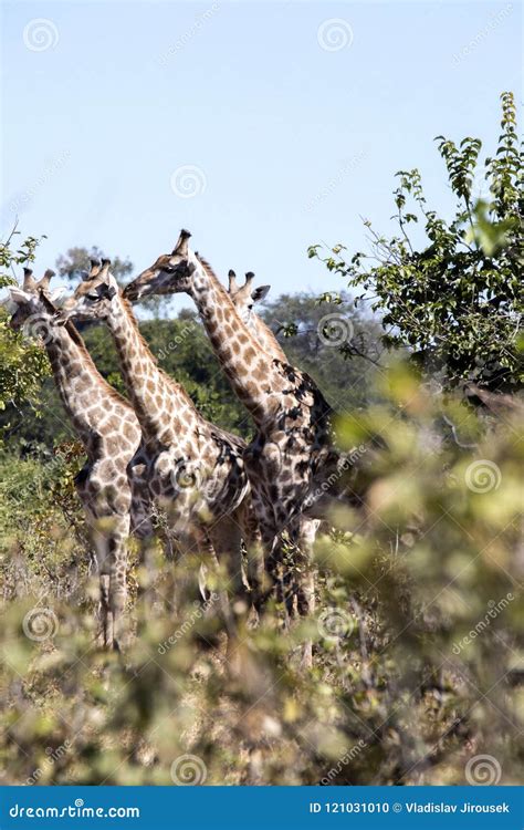 South African Giraffe Giraffa Giraffa Giraffa Chobe National Park