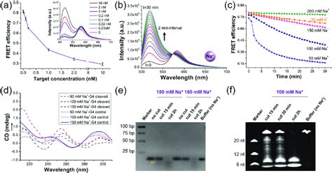 Trans Cleavage Kinetics Of Lbcas A On Telomere G A Changes Of The