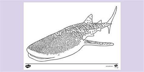 Whale Shark Colouring | Colouring Sheet (Teacher-Made)