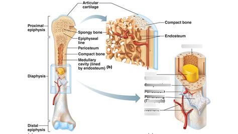 Inside A Long Bone Diagram Quizlet