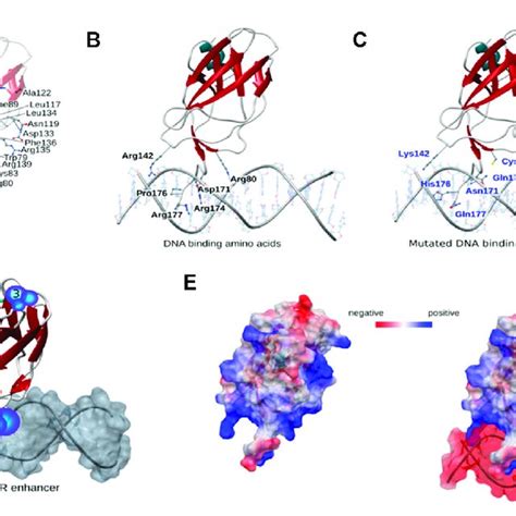 Structural Mapping Of Runx1 Cancer Associated Mutations A Mutation Download Scientific