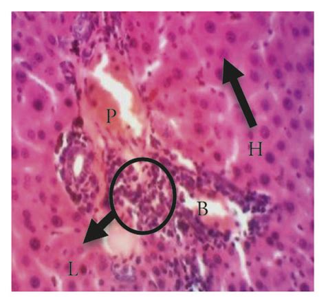 Photomicrographs Of Liver Tissue Sections Of The Experimental Groups