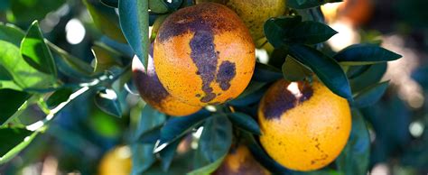 Conquering Citrus Greening