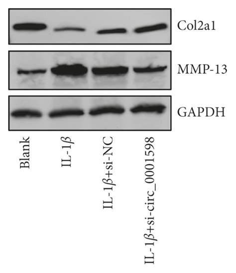 Silencing Of CircRNA 0001598 In Vivo Alleviates ACLT Induced OA A