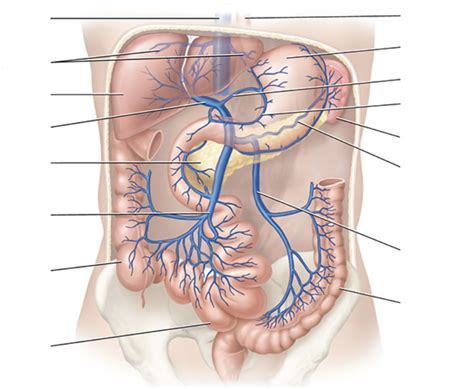 abdominal veins Diagram | Quizlet