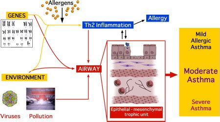 Epithelium Dysfunction In Asthma Journal Of Allergy And Clinical