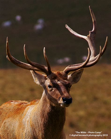 251 Bactrian Deer The Wilds Photo Camp Safari In Ohio Flickr