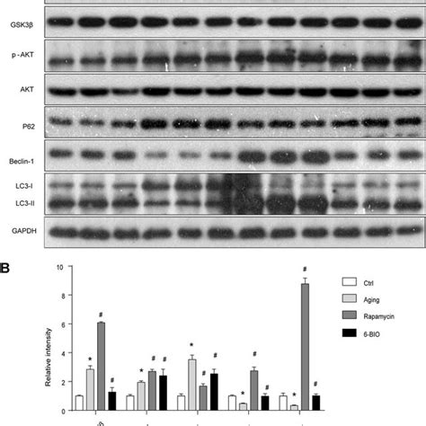 A B Gsk3β Pathway And The Activity Of Autophagy Analyzed By Western