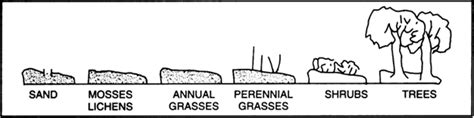 😂 Ecological Succession On Bare Rock The Ecological Succession In A