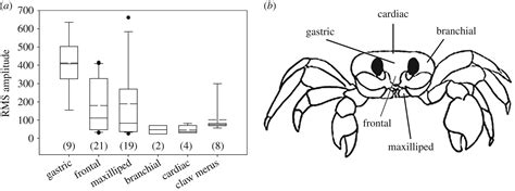 Ghost crabs found to gnash teeth inside their stomach to ward off predators