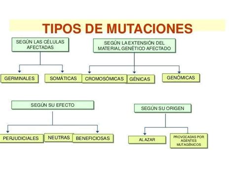 Mapa Conceptual Sobre Los Distintos Tipos De Mutaciones Brainlylat