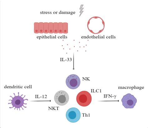 After Activation Of Innate Immune Cells Especially Myeloid Dendritic