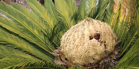 Sago Palm Problems A P Nursery