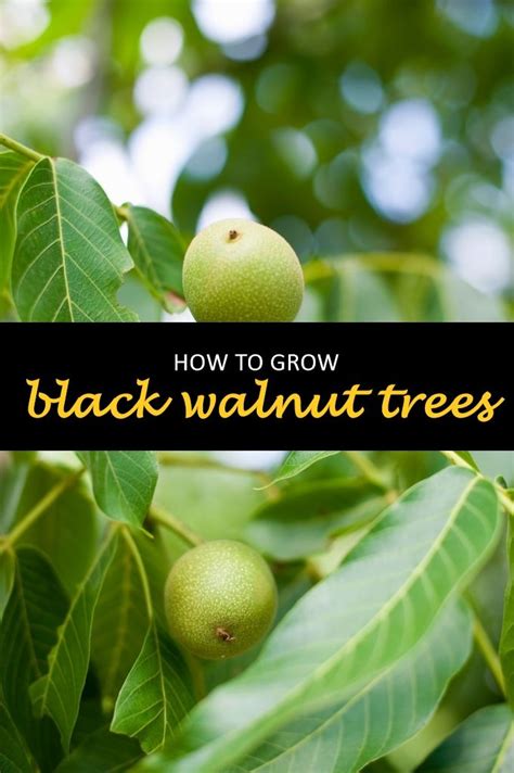 Growing Black Walnut Trees A Guide Artofit