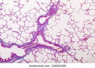 632 Pituitary Gland Stock Photos, Images & Photography | Shutterstock