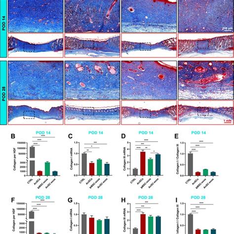 Effects Of Ansc Exos On The Structure And Composition Of Collagen In