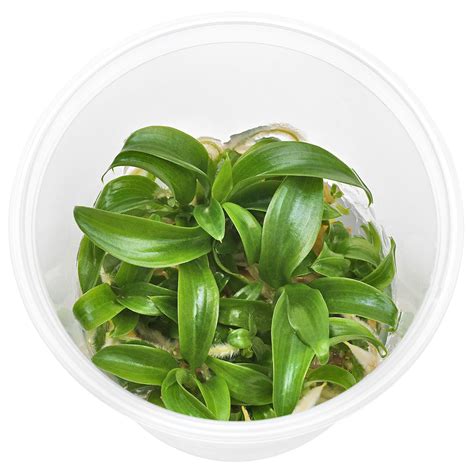 Philodendron Sp Mini Midget In Vitro Aquasabi Aquarium Shop