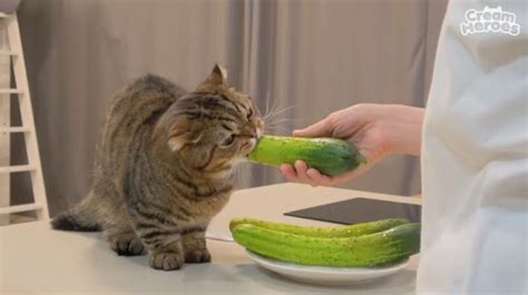 Kucing Imut Ini Doyan 4 Jenis Sayuran Mau Makan Pisang Juga