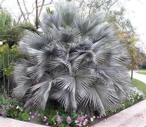 Брахея Армата (Brahea armata) - БЪЛГАРСКИЯТ ПАЛМФОРУМ | THE PALMFORUM ...