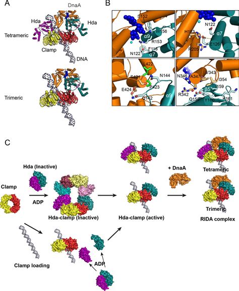 Structural Basis For Rida A Models Of The Complex Containing The