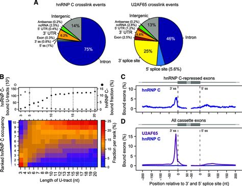 Figure S1 ICLIP Data Show Binding Of HnRNP C And U2AF65 At 3 0 Splice