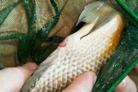 Basement Aquaponics and Raising Tilapia » FreestyleFarm