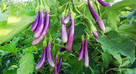 Eggplant Farming Brinjal Information Guide Asia Farming