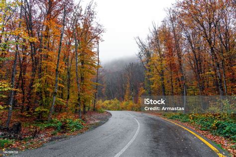 다채로운 가을 숲을 통과하는 아스팔트 도로 0명에 대한 스톡 사진 및 기타 이미지 0명 10월 가을 Istock