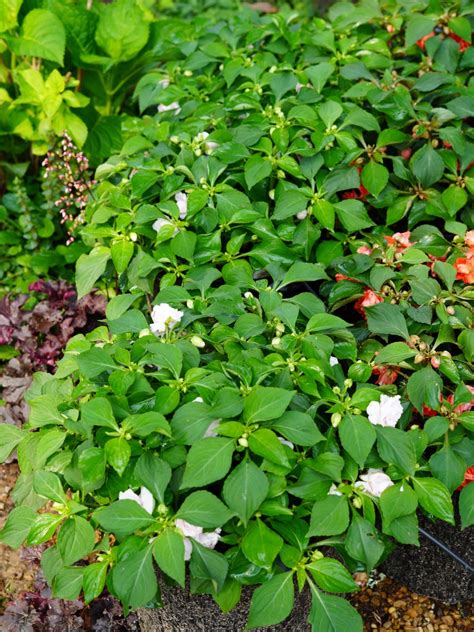 Impatiens Glimmer Appleblossom Truck Crops Trial Garden