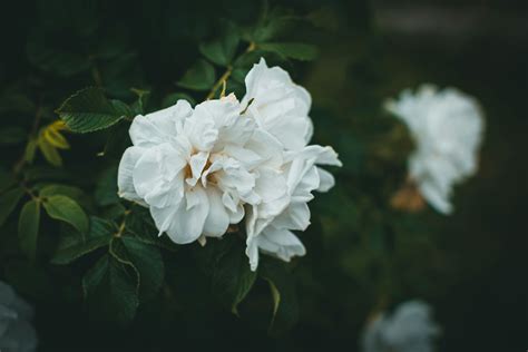 Camellia Photos, Download The BEST Free Camellia Stock Photos & HD Images