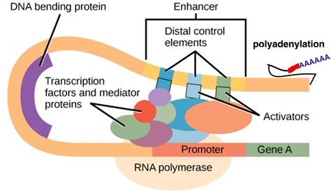 Mammalian Cell Expression System For Vaccine Production Creative Biolabs