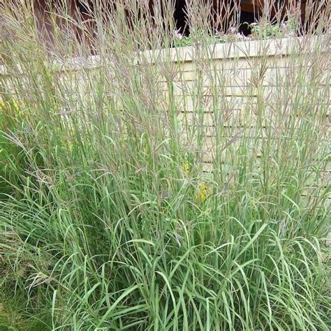 Big Bluestem Andropogon Gerardii 50 Seeds