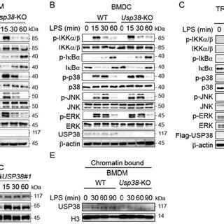 Usp Is Dispensable For The Tlrstimulated Signaling Cascade Ab