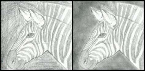 How To Draw A Zebra Draw A Realistic Zebra Step By Step Drawing