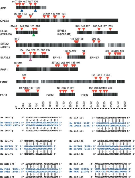 Potential Mirna Target Sites In The Utrs Of Selected Genes