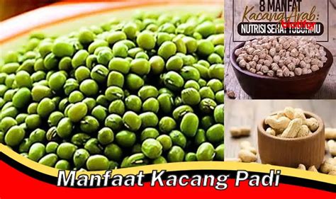 Temukan Manfaat Kacang Padi Yang Jarang Diketahui Biotifor