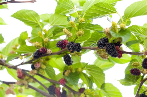 Dwarf Everbearing Mulberry Tree Yarden