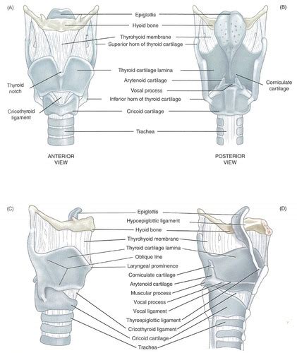 Chapter 4 Anatomy Of Phonation Flashcards Quizlet