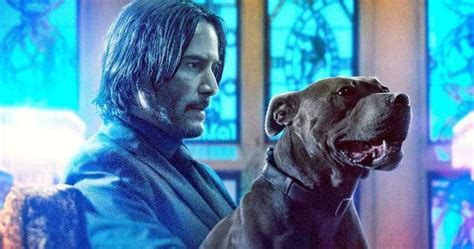 A Qu Raza Pertenec A El Primer Perro De John Wick Quora