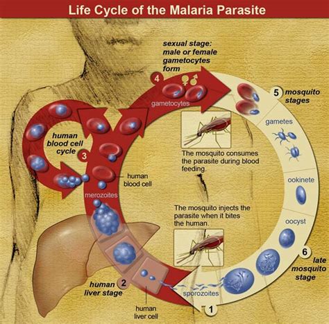 The Genetics Of Malaria Evolving Science