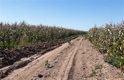 Aseguradas 700 Mil Hectáreas De Cultivos Contra Heladas Y Sequías En