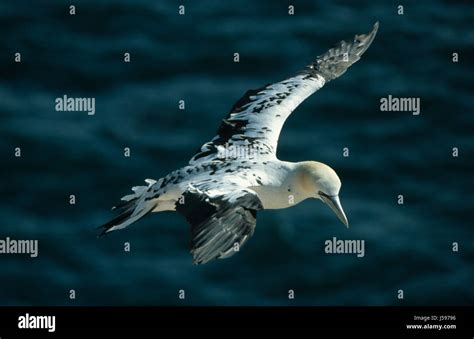 flight bird birds hick flies salt water sea ocean water fly flys flying