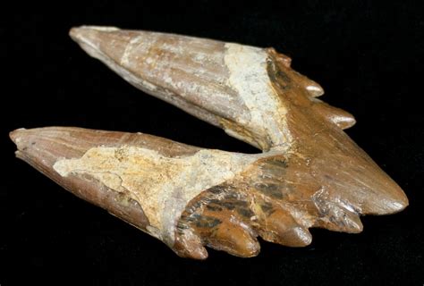 Basilosaur Primitive Whale Molar Dakhla Morocco For Sale 11434