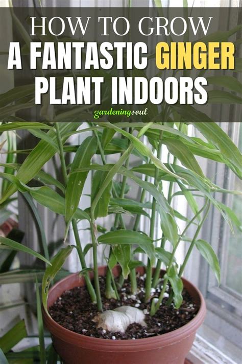 How To Grow A Fantastic Ginger Plant Indoors | Ginger plant, Growing ...